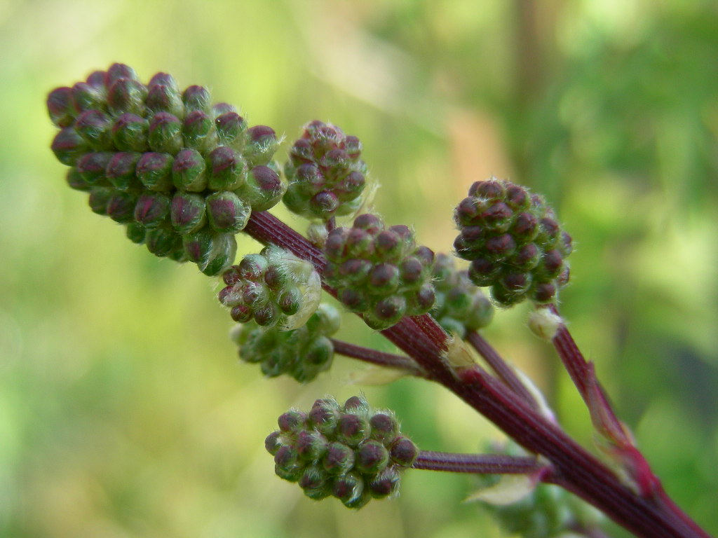 Sanguisorba minor